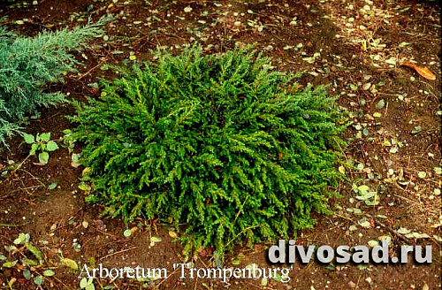 Можжевельник обыкновенный Репанда (Juniperus comm. Repanda) C5 40-50 
