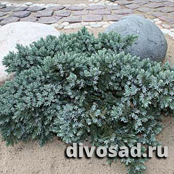 Можжевельник чешуйчатый Блю Карпет (Juniperus squamata Blue Carpet) С3,5 40-50 А