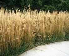 Вейник остроцветковый Карл Фостер (Calamagrostis x acutiflora Karl Foerster) р9