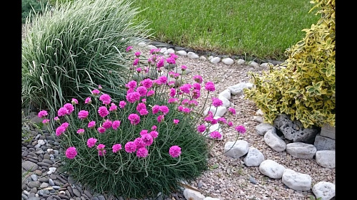 Армерия приморская Спленденс(Armeria maritima Splendens) Р9