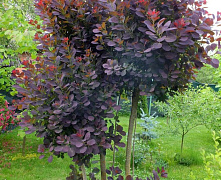 Скумпия кожевенная Роял Пурпл (Cotinus coggygria Royal Purple) С2