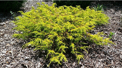 Можжевельник обыкновенный Депресса Ауреа (Juniperus comm. Depressa Aurea) С2 20-30см
