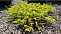 Можжевельник обыкновенный Депресса Ауреа (Juniperus comm. Depressa Aurea) С2 20-30см