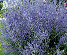 Перовския лебедолистная/Русский шалфей Блю Спайр (Perovskia atriplicifolia Blue Spire) С2