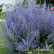 Перовския лебедолистная/Русский шалфей Блю Спайр (Perovskia atriplicifolia Blue Spire) С2