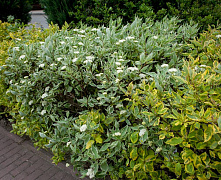 Дерен белый Сайберика Варигата (Cornus alba Sibirica Variegata)\ С2, 30-40 см