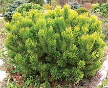 Сосна горная Винтер Голд (Pinus mugo Winter Gold) C35 50-60 см.