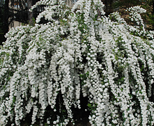 Спирея ниппонская Сноумаунд (Spiraea nipponica Snowmound) 20-40 см 2/3вет. А