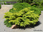 Можжевельник средний Пфитцериана Олд Голд (Juniperus pfitzeriana Old Gold) P9 15-20 см 