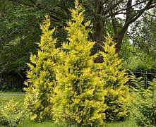 Туя западная Еллоу Риббон (Thuja occ. Yellow Ribbon ) 140-160