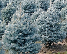 Ель колючая Глаука (Picea pungens Glauca) С20 100+ см К