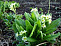 Примула обыкновенная Primula vulgaris