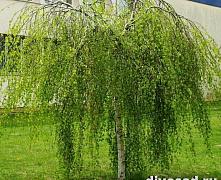 Береза повислая Юнги (Betula pendula Youngii) С7 штамб 180-200 см