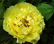 Пион Йеллоу Краун (Paeonia Yellow Crown)С3