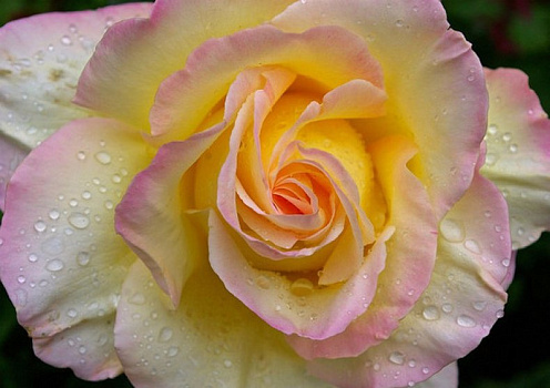 Роза ч/г Глория Дей (Gloria Dei)