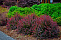 Барбарис тунберга Атропурпуреа (Berberis thunbergii Atropurpurea) 30-40 см 