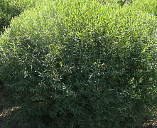 Ива пурпурная Нана (Salix purpurea Nana) С3 40-60 