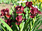 Ирис германский Ред Орхид (Iris (G) 'Red Orchid')С1\С3