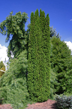 Туя западная Дегрут Спайр (Thuja occidentalis Degroot's Spire) С3 40-50 см