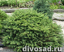 Ель обыкновенная Нидиформис (Picea abies Nidiformis) С3 25-30 см А