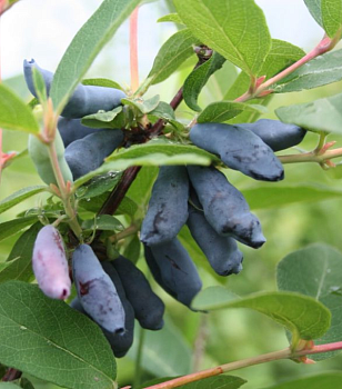 Жимолость Соловей С2