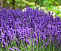 Лаванда узколистная Хидкот (Lavandula angustifolia Hidcote Blue Strain) Р9 П