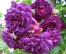 Роза плетистая 175 см Bleu Magenta Р24 ( возраст 4-6лет)