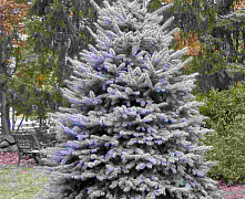 Ель колючая Блю Даймонд (Picea pungens Blue Diamond) С10/15 80-90 см 