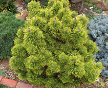 Сосна горная Зюндерт (Pinus mugo Zundert) 30-40см, 3л