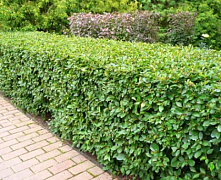 Кизильник блестящий 60-80 см 2-3 ветки, С3