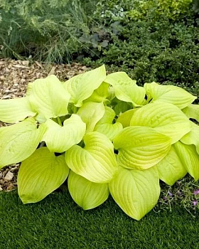 Хоста Тортилла Чип (Hosta Tortilla Chip)(L)