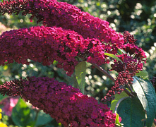 Буддлея Давида Роял Ред (Buddleja davidii Royal Red) 40-60 см 2 вет. А