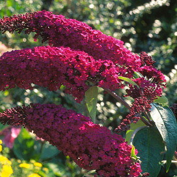 Буддлея Давида Роял Ред (Buddleja davidii Royal Red) 40-60 см 2 вет. А