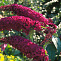 Буддлея Давида Роял Ред (Buddleja davidii Royal Red) 40-60 см 2 вет. А