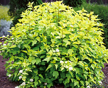 Пузыреплодник калинолистный Энжл Голд (Physocarpus opulifolius Angel Gold) С3 30-50см П