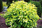 Пузыреплодник калинолистный Энжл Голд (Physocarpus opulifolius Angel Gold) С3 30-50см П