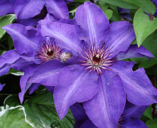 Клематис Президент (Clematis The President) р9