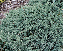 Можжевельник горизонтальный сизый