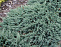 Можжевельник горизонтальный сизый