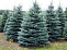 Ель колючая Глаука (Picea pungens Glauca)  220+ см
