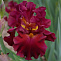 Ирис германский Ред Орхид (Iris (G) 'Red Orchid')С1\С3