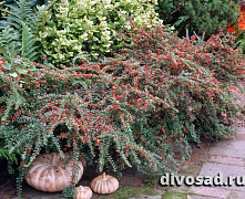 Кизильник горизонтальный (Cotoneaster horizontalis) 20-30 см А