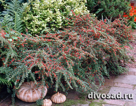 Кизильник горизонтальный (Cotoneaster horizontalis) 20-30 см А