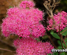 Спирея густоцветковая (Spiraea densiflora) 30-50 см А