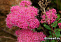 Спирея густоцветковая (Spiraea densiflora) 30-50 см А