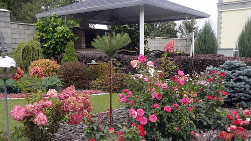 Роза англ. Клэр Роуз (Claire Rose)