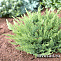 Можжевельник казацкий (Juniperus sabina) C20 60-80 см.
