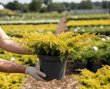 Можжевельник средний Мордиган Голд 60-80