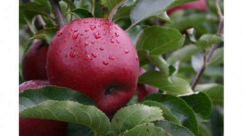 Яблоня Ред Джонапринц (Red Jonaprince)