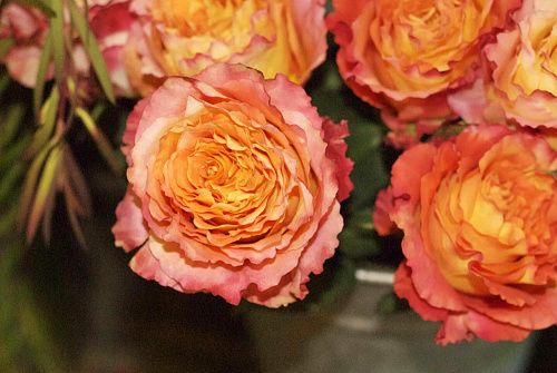 Роза Флорибунда Фри Спирит  (Free Spirit)